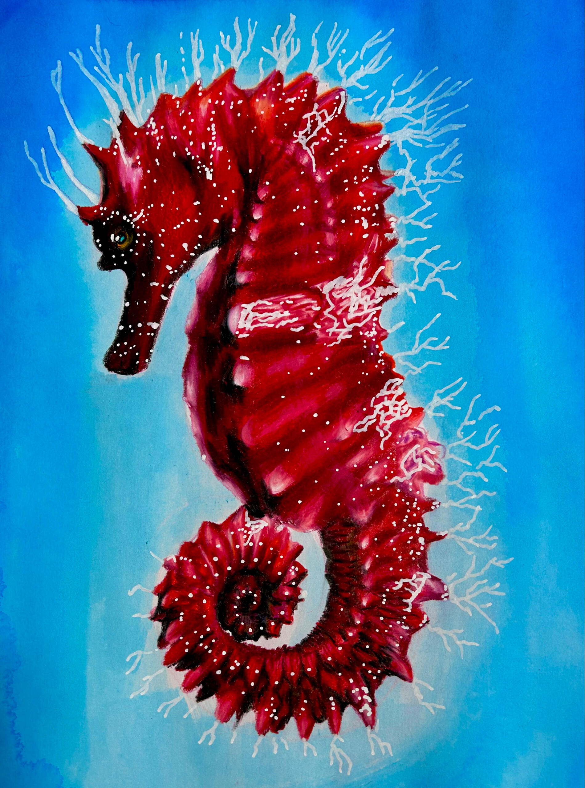 Seahorse 2