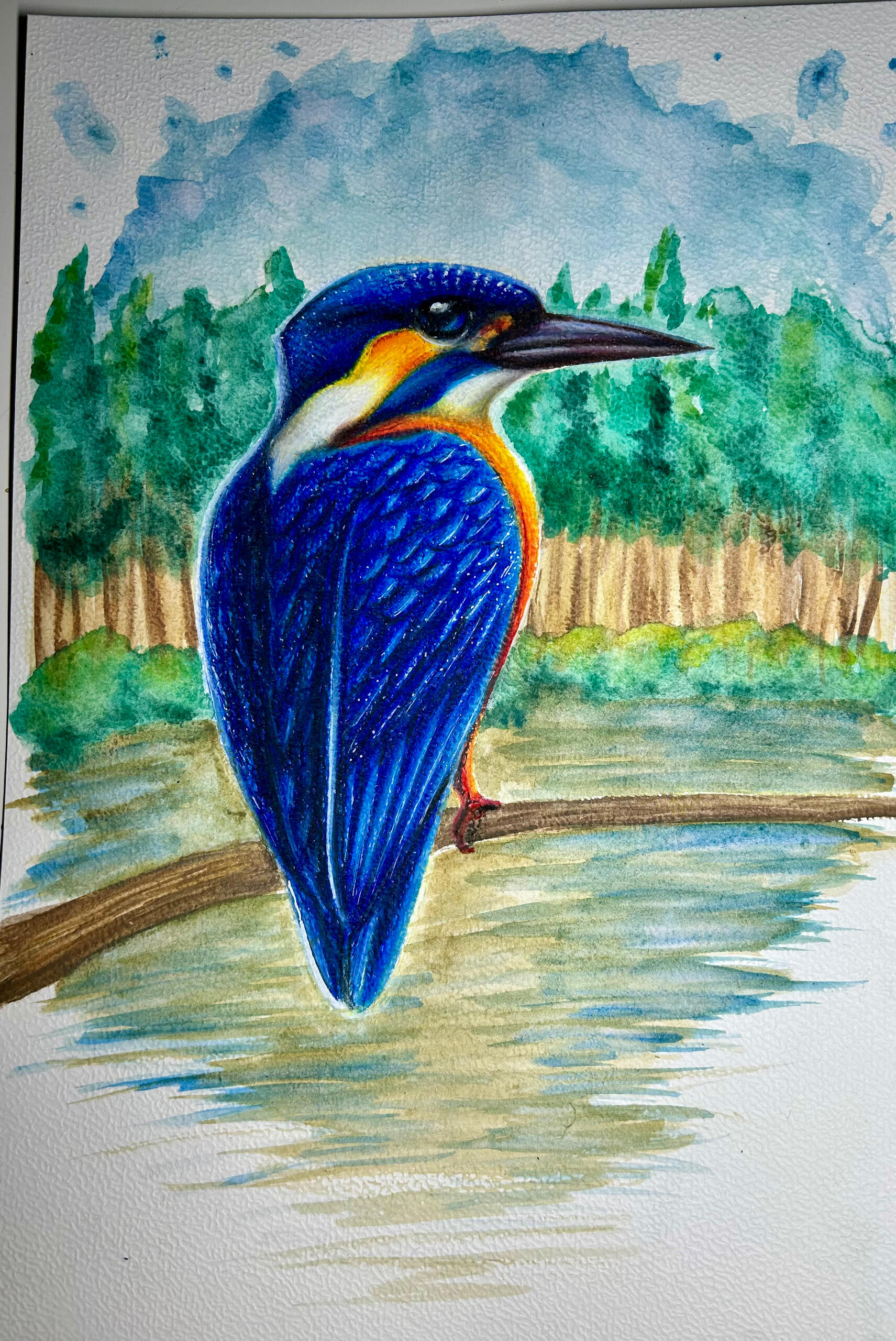 Kingfisher